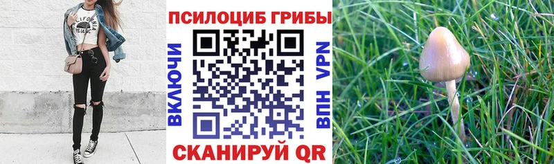 Псилоцибиновые грибы Magic Shrooms закладка Тогучин